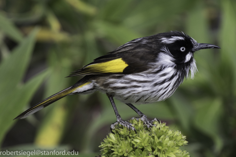 New Holland honeyeater